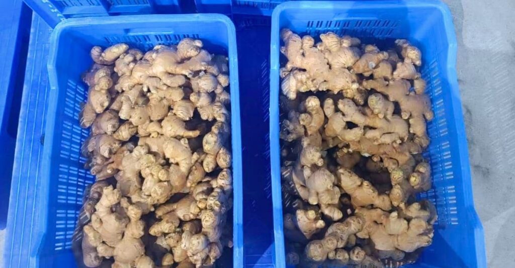 Karbi Anglong Ginger Exported to London