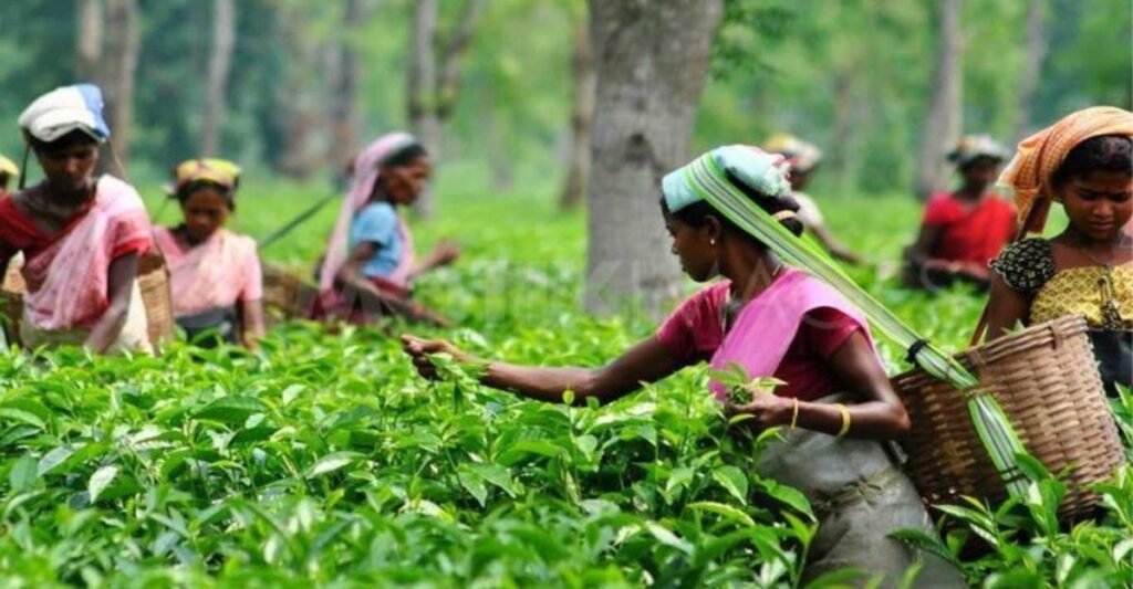 India tea exports 2026