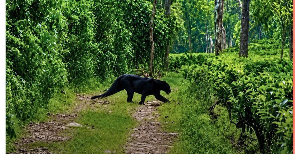 Rare Black Panther Spotted in Assam Tea Garden Tinsukia Residents 