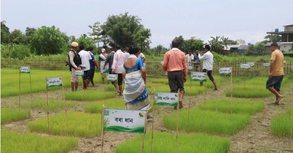 Dibrugarh rice cultivation 2025