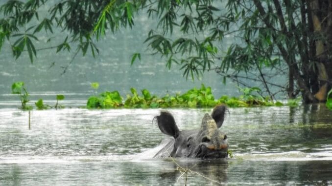 Assam monsoon rain forecast" Assam monsoon rain forecast"