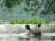 Assam monsoon rain forecast"