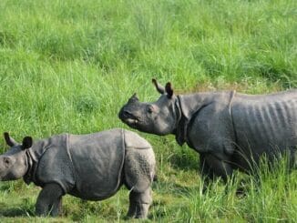 Assam Wildlife Conservation 2026 showing one-horned rhinoceros, forest protection, and national parks after 860+ days without rhino poaching.