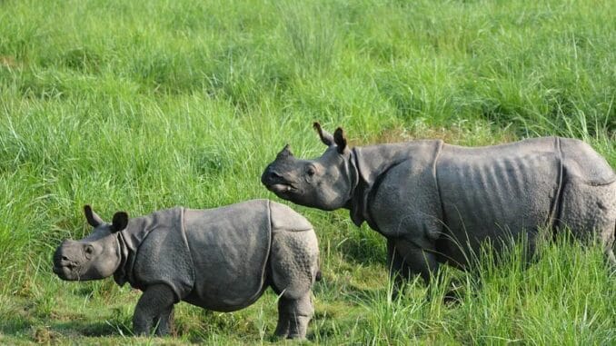 assam-wildlife-conservation-2026-rhino-protection.webp Assam Wildlife Conservation 2026 showing one-horned rhinoceros, forest protection, and national parks after 860+ days without rhino poaching.