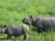 Assam Wildlife Conservation 2026 showing one-horned rhinoceros, forest protection, and national parks after 860+ days without rhino poaching.