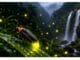 New Firefly Species Discovered in Meghalaya