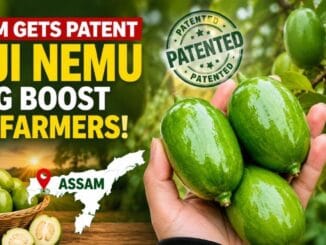 Fresh Kaji Nemu (Assam lemon) coated with AAU's new lac resin-based edible preservation technology