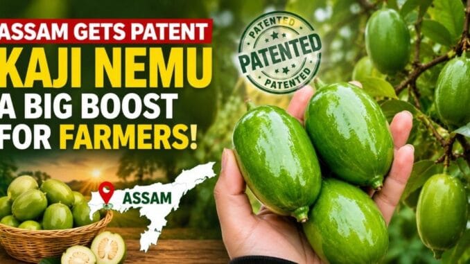 aau-kaji-nemu-edible-coating-patent-2026.jpg Fresh Kaji Nemu (Assam lemon) coated with AAU's new lac resin-based edible preservation technology